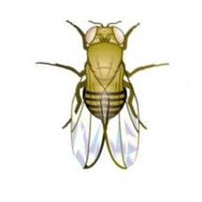 Drosophila: Wild Type, White Eye - Large Value Pack